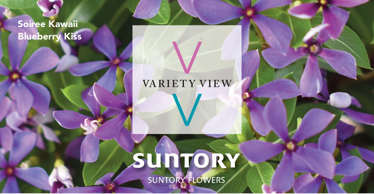Suntory Flowers Variety View – Soiree Kawaii Blueberry Kiss