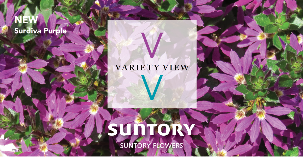 Suntory Flowers Variety View – New Surdiva Purple