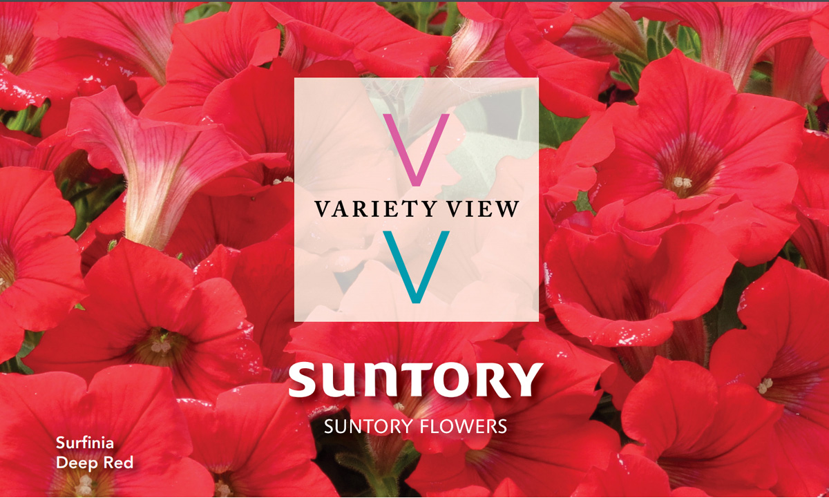 Suntory Flowers Variety View Surfinia newsletter header image