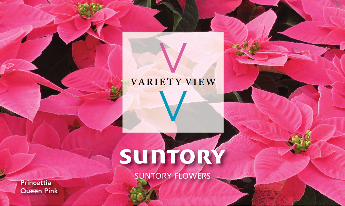 Suntory Flowers Variety View – Princettia Trials Highlights