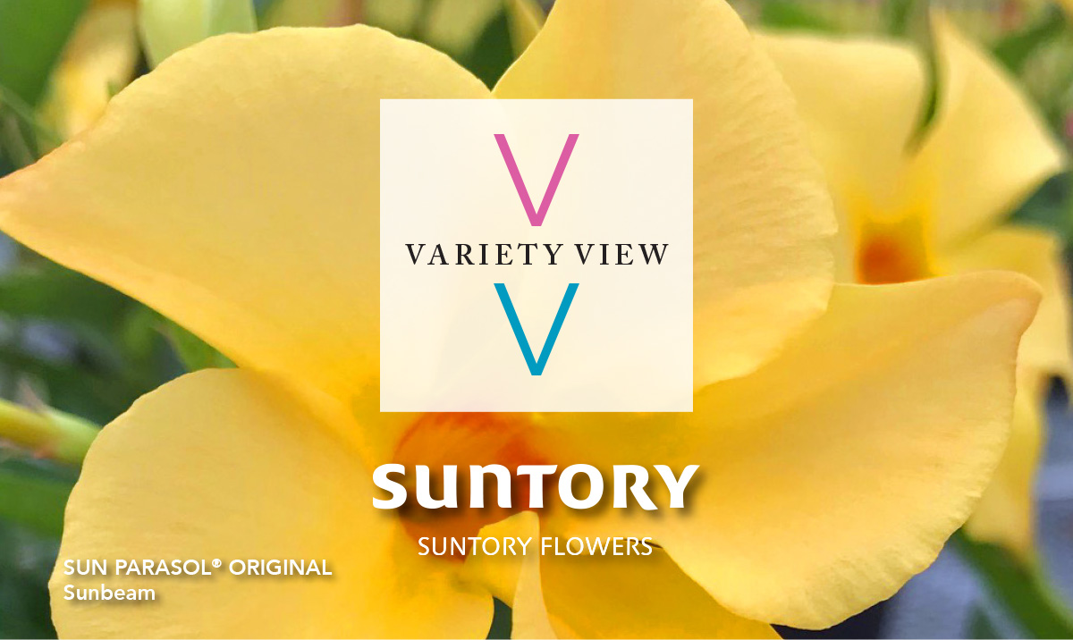 Suntory Flowers Variety View newsletter header image