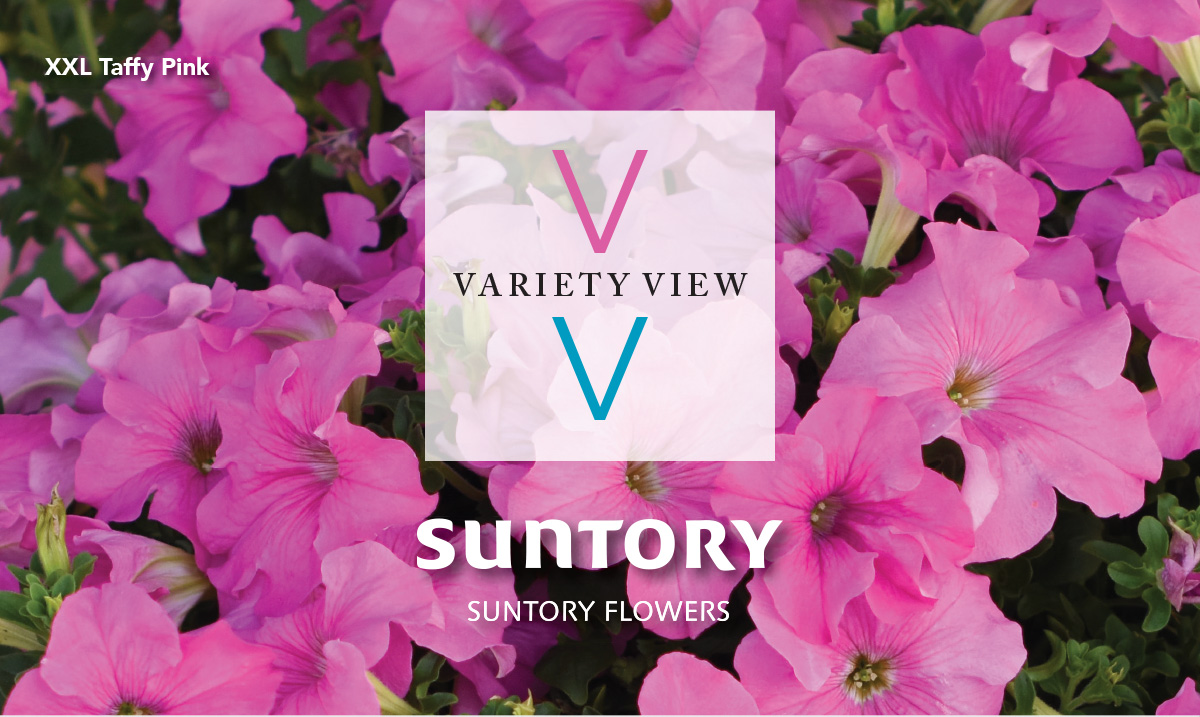 Suntory Flowers Variety View Surfinia Petunias