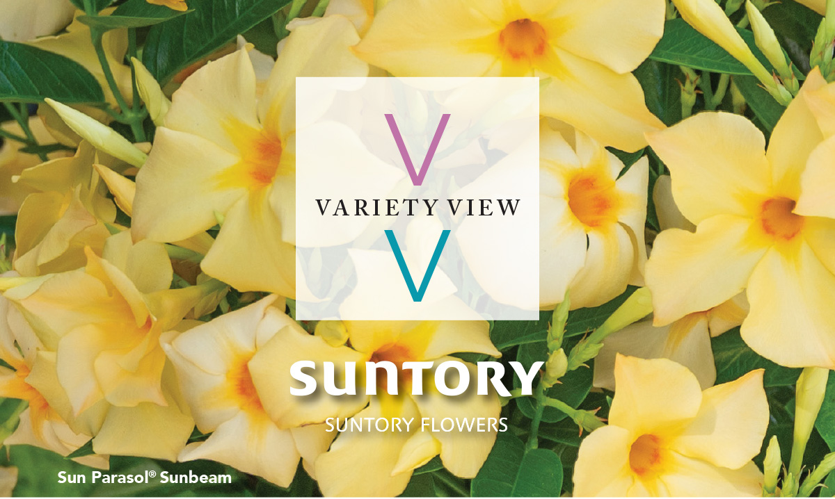 Suntory Flowers Variety View Sun Parasol Original Mandevillas