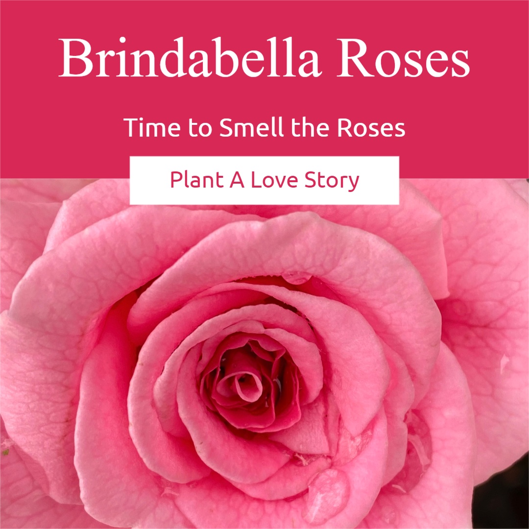 Brindabella Roses social media image 1