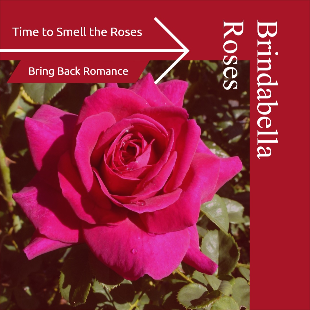 Brindabella Roses social media image 10