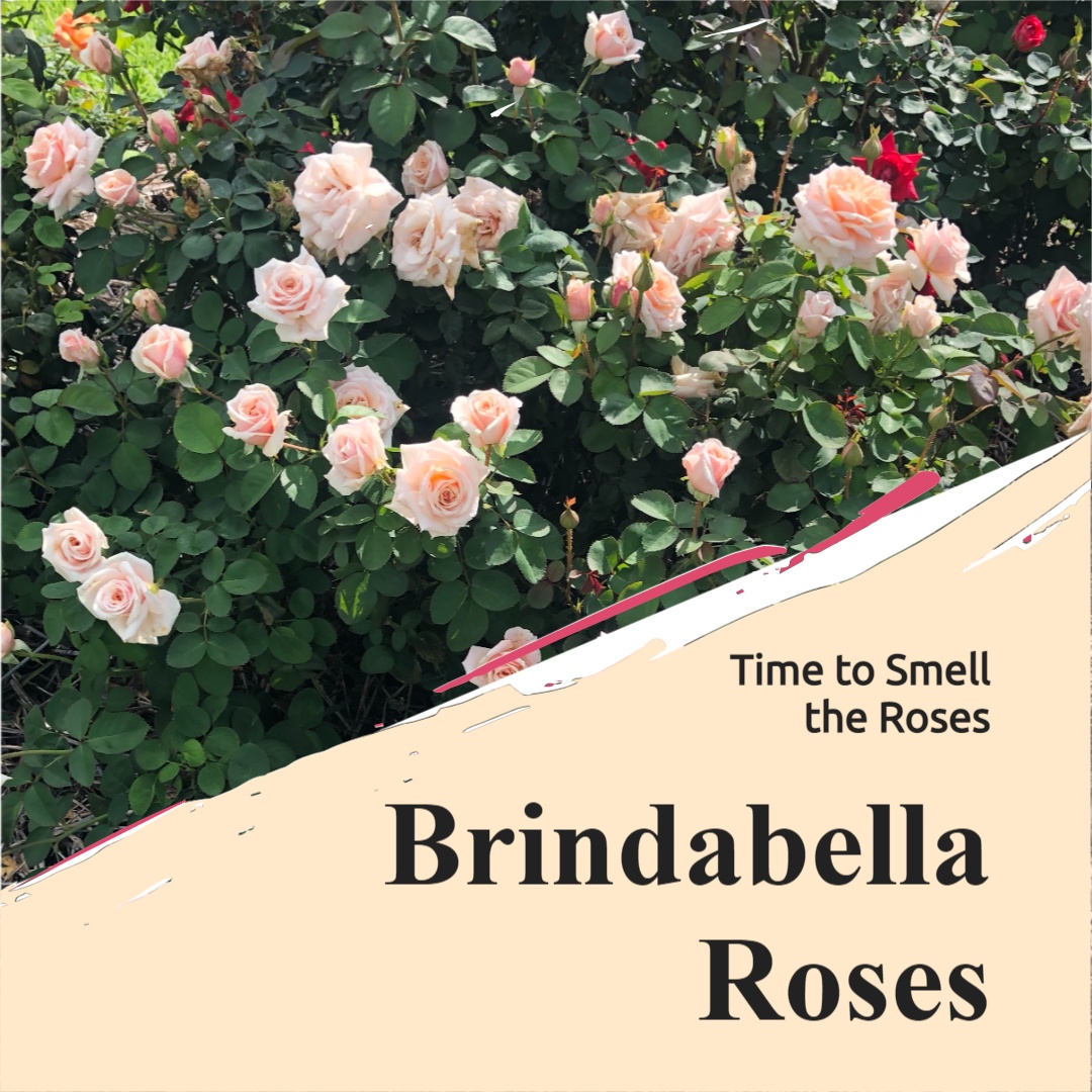 Brindabella Roses social media image 2
