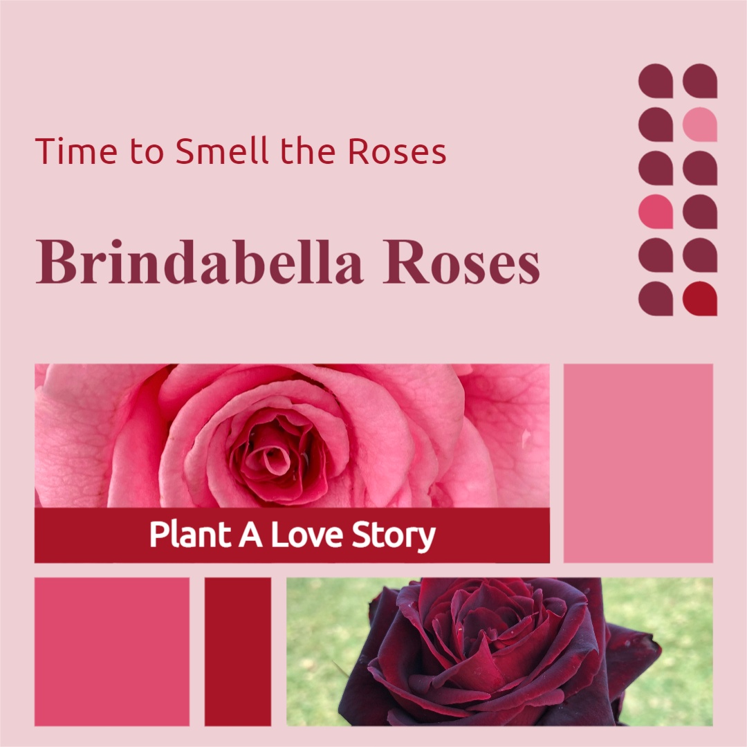 Brindabella Roses social media image 3