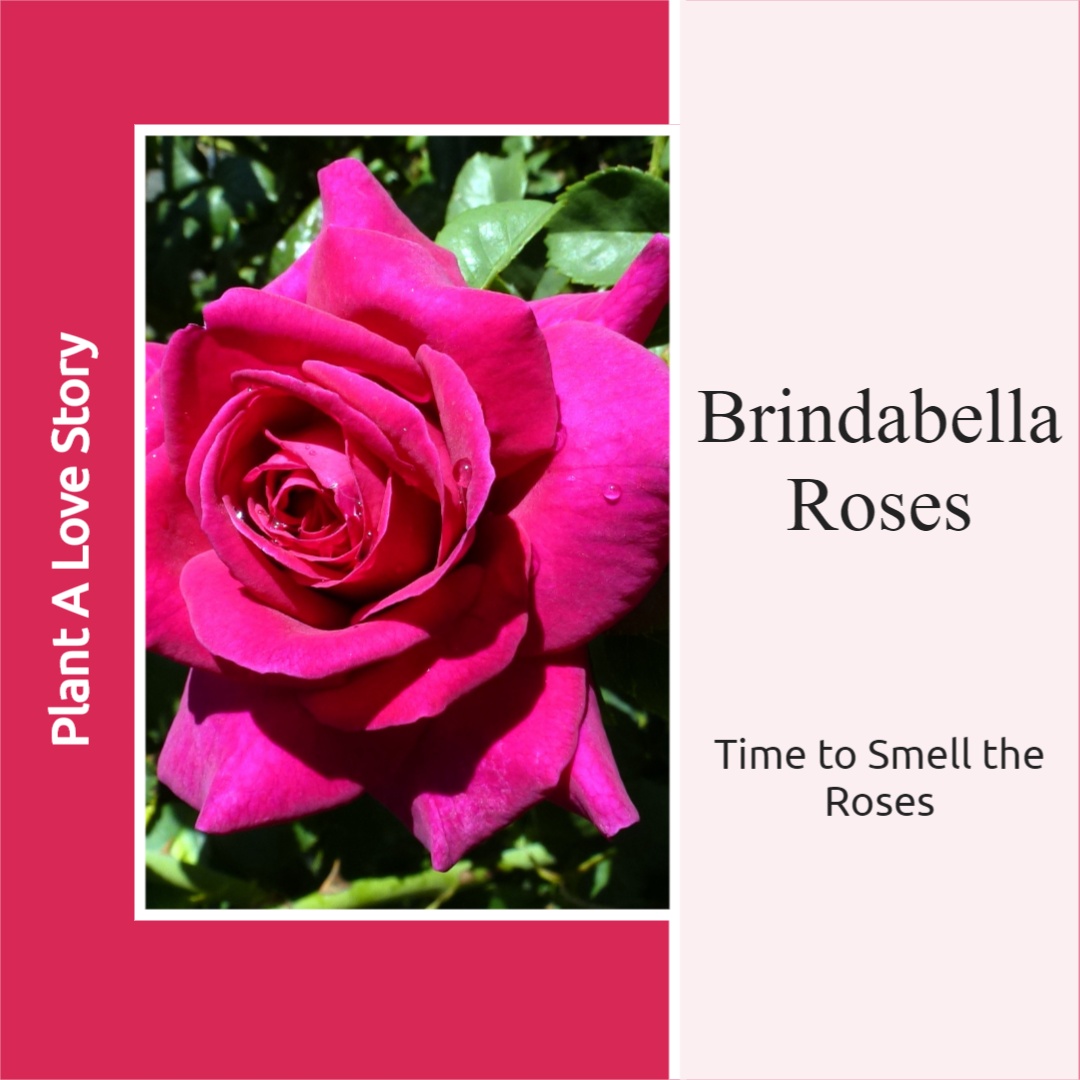 Brindabella Roses social media image 4