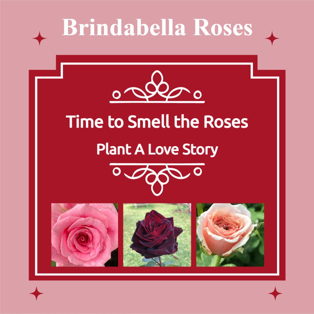 Brindabella Roses social media image 5