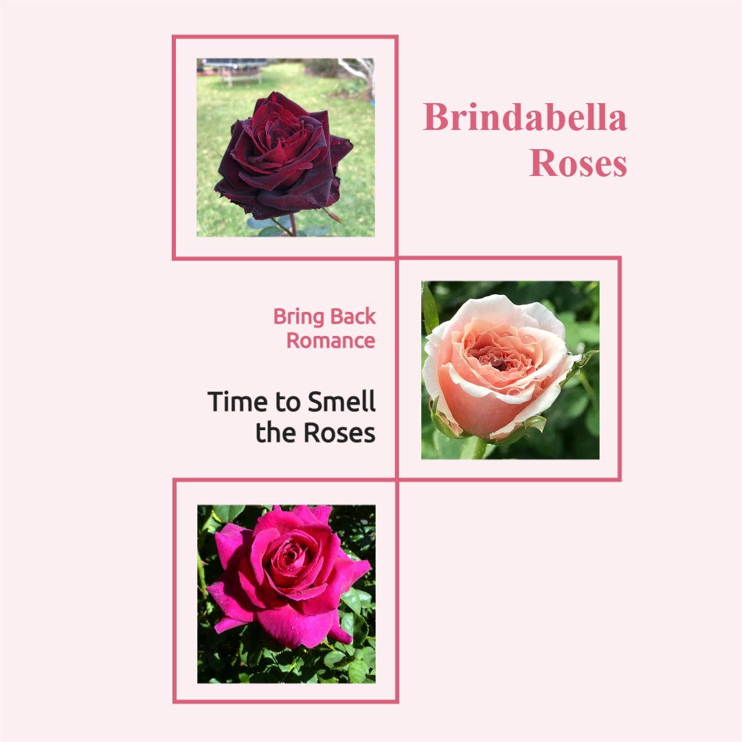 Brindabella Roses social media image 9