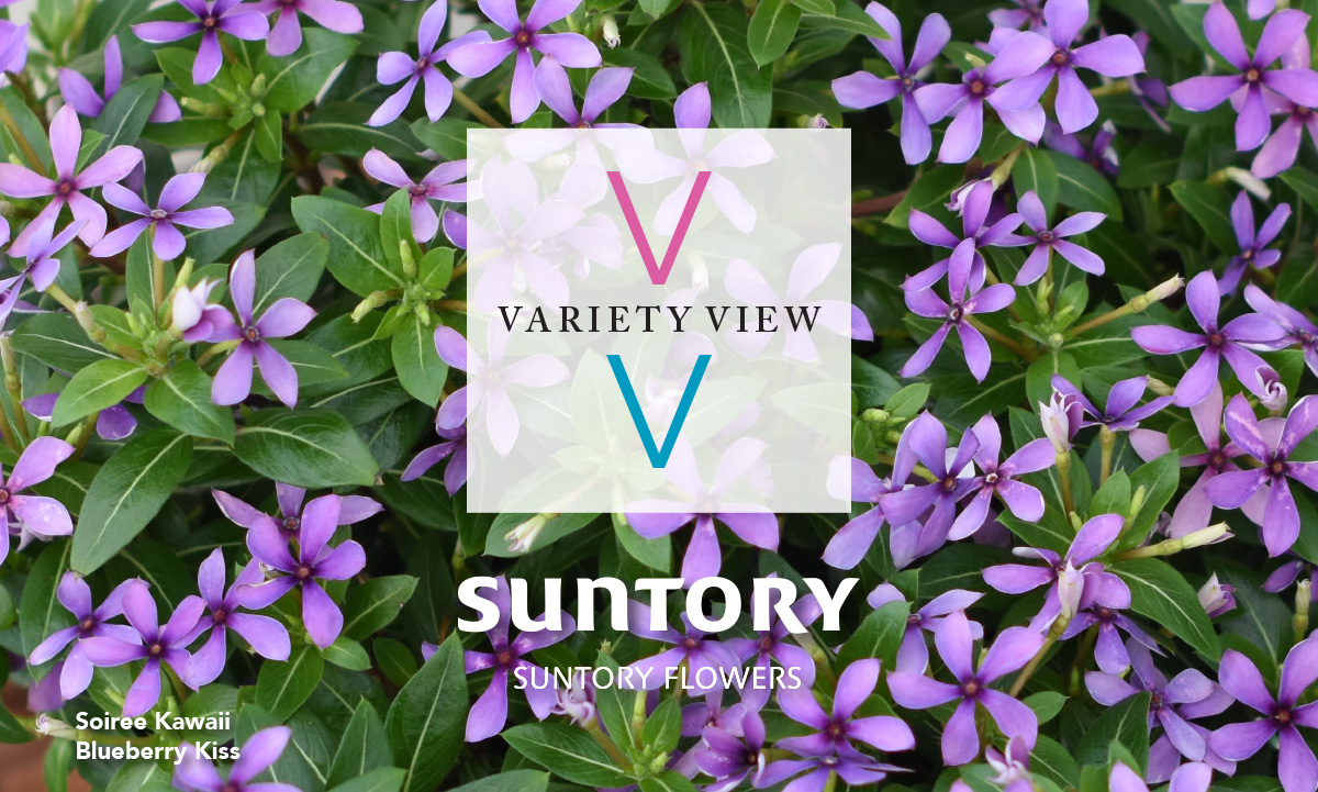 Suntory Flowers Variety View – Periwinkle Blues for 2022
