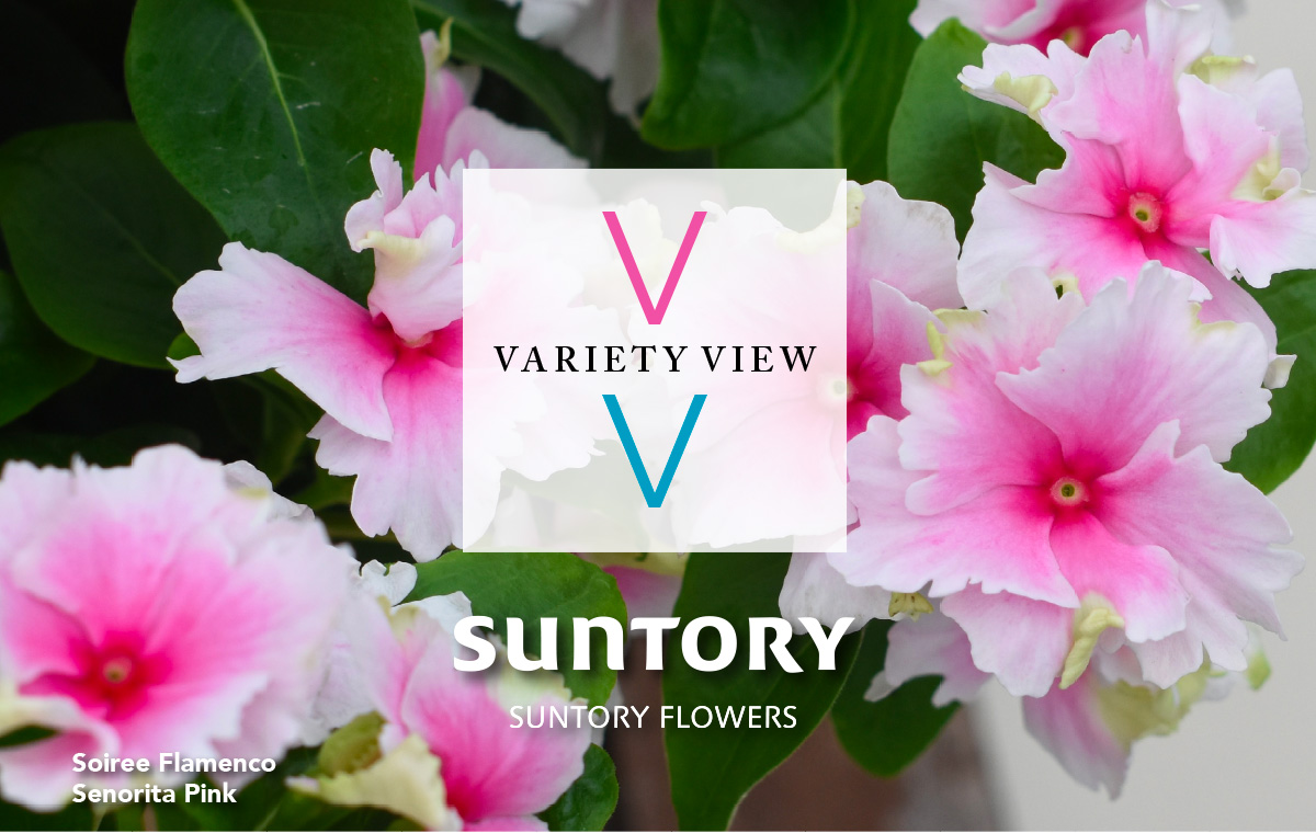 Suntory Flowers Variety View