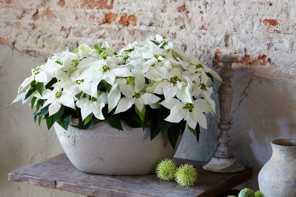 Princettia - Euphorbia - 7648 - Bonpri 974 - Pure White 2