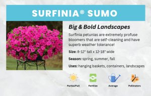 thumbnail of Surfinia-Sumo-Bench-Card-11×7