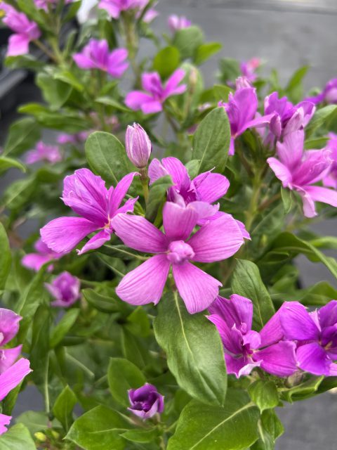Catharanthus-Soiree-Double-Orchid-Improved-001