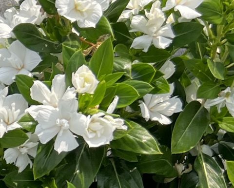 Catharanthus-Soiree-Double-Pure-White-001