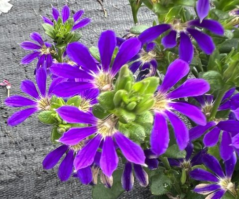 Surdiva Blue Violet Imp bloom