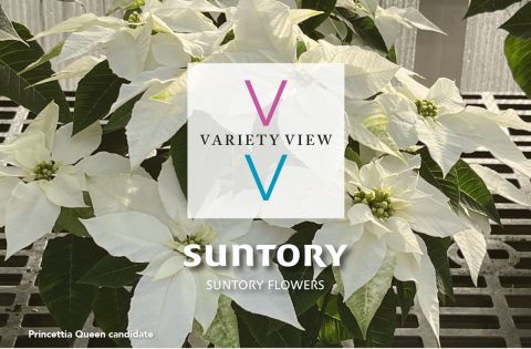 Suntory Flowers Variety View – Plantpeddler & Mitchell’s Trials Results